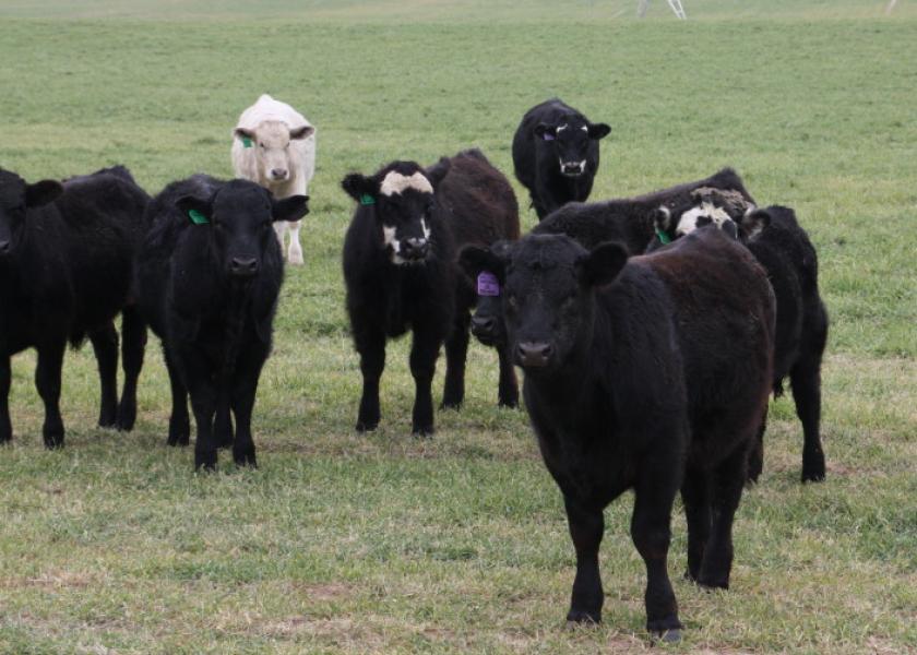 spring-stocker-and-feeder-cattle-rally-continues-drovers